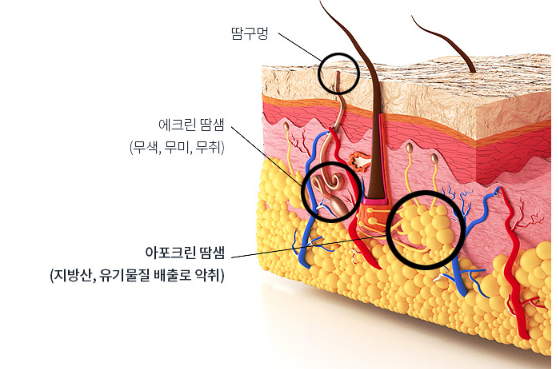숨기고 싶은 땀냄새, 겨드랑이 액취층 해결! 에이펙스성형외과에서