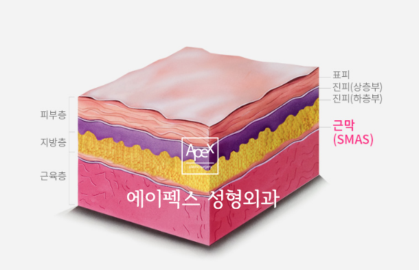 확실히 당기는 SMAS 안면거상, 에이펙스성형외과에서!
